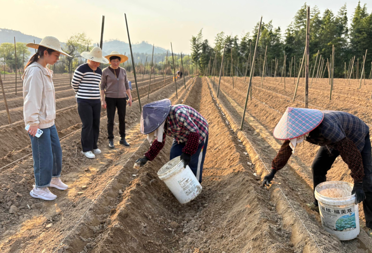 旱作所：科技赋能春耕 闽西北山药种植进行时