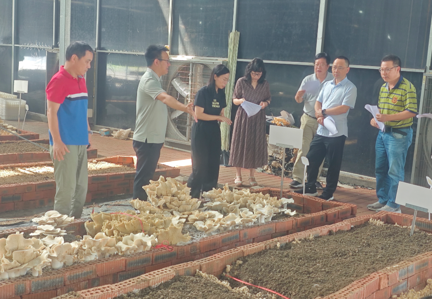 食用菌研究所新品种‘琅口口蘑’现场认定工作顺利进行