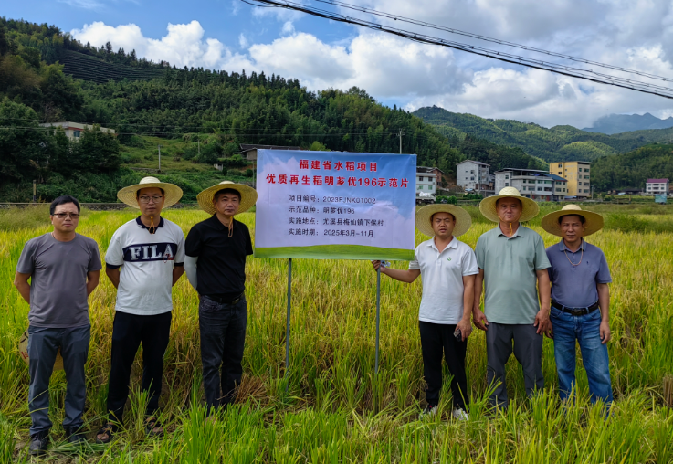 水稻所：再生稻“明1优臻占”“明芗优196”再生季通过现场测产验收