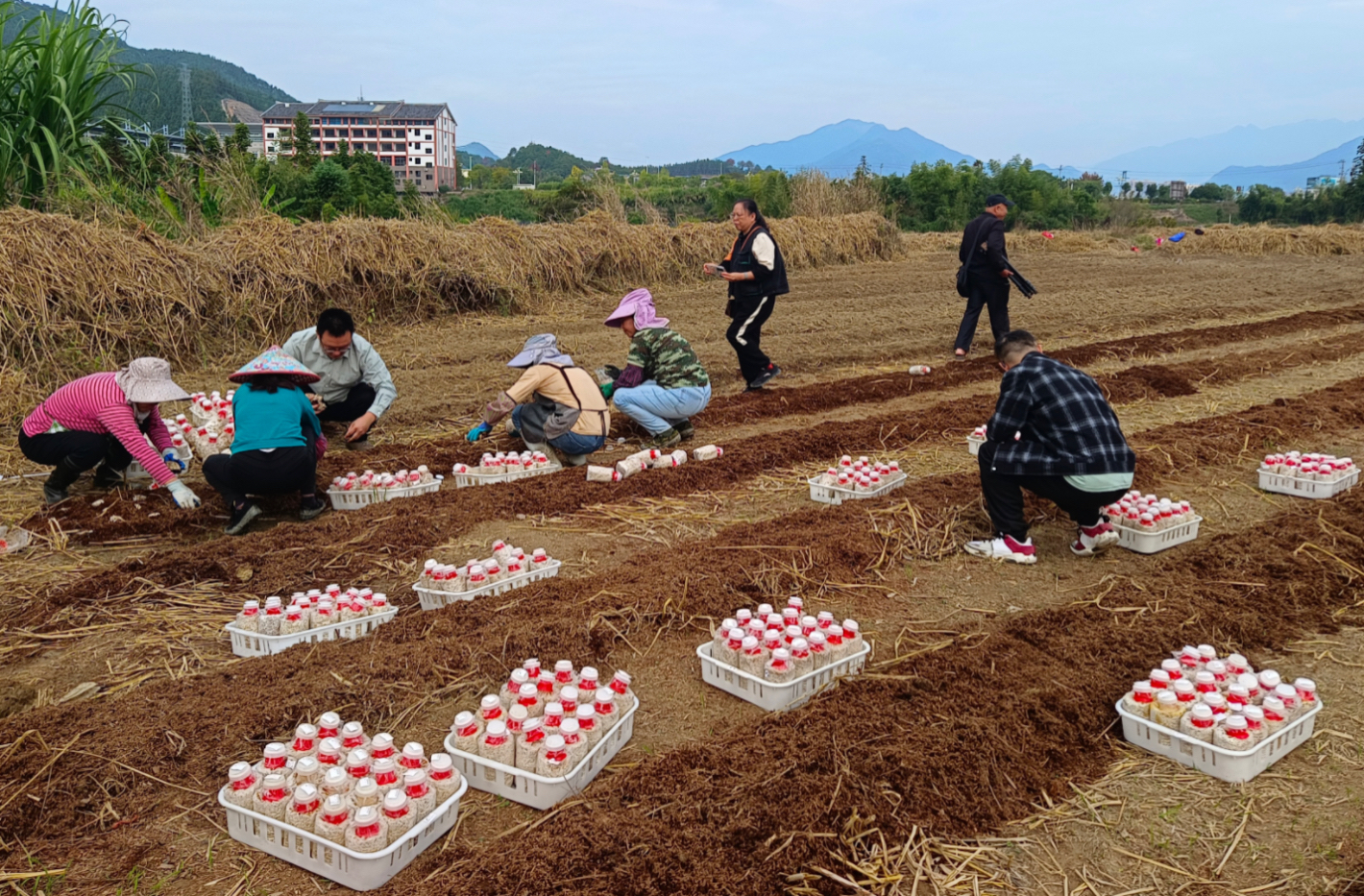 食用菌所赴将乐县推进星火项目 助力大球盖菇产业绿色发展
