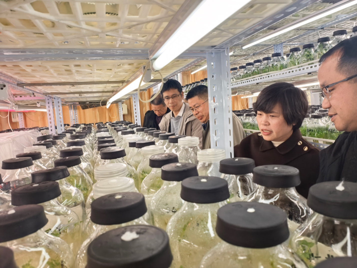 花卉所：三明市科技计划项目“浅色卷瓣非洲菊新品种选育”通过现场测产