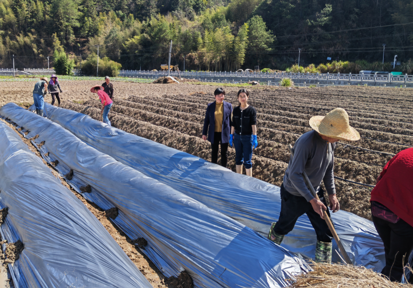 巾帼科创绽芳华 科技助农暖田间 —— 三明市农科院女职工农业科技创新工作室春耕服务显担当