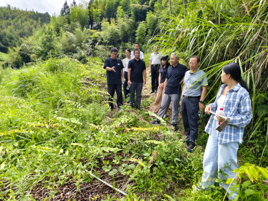 药用所：“多花黄精山地轻简集约化栽培”技术现场观摩